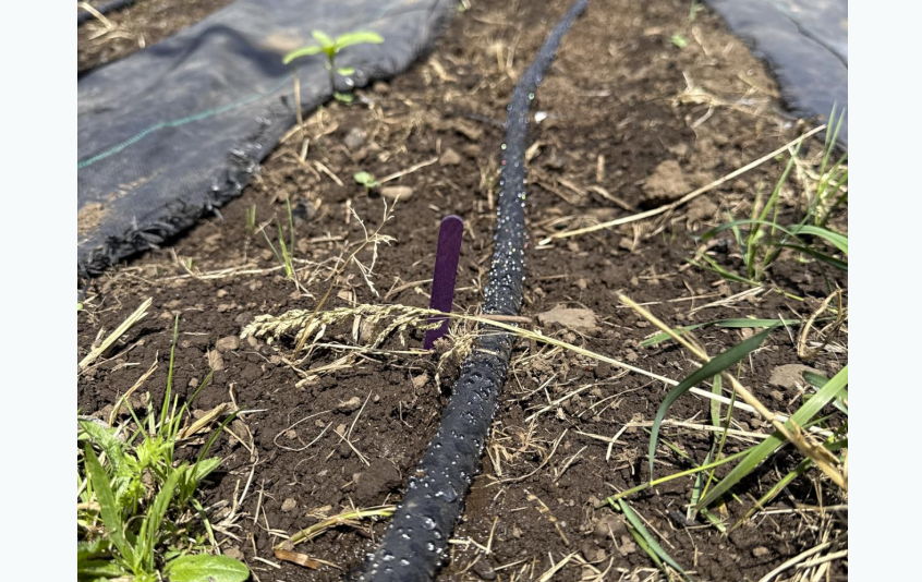 Irrigation hose lying on soil with green grass and a purple marker.