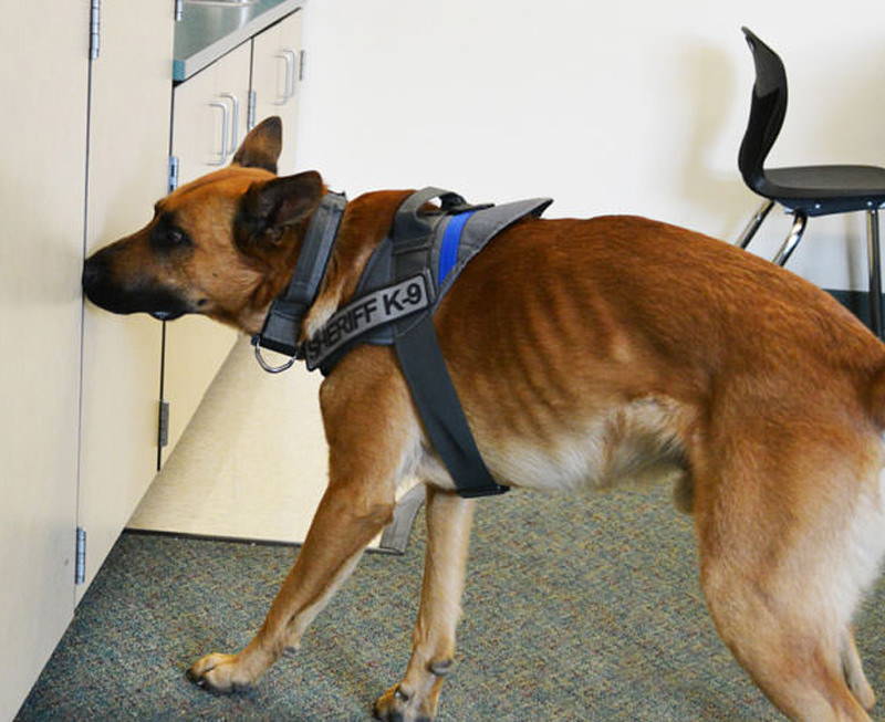 Detection dog in training 
