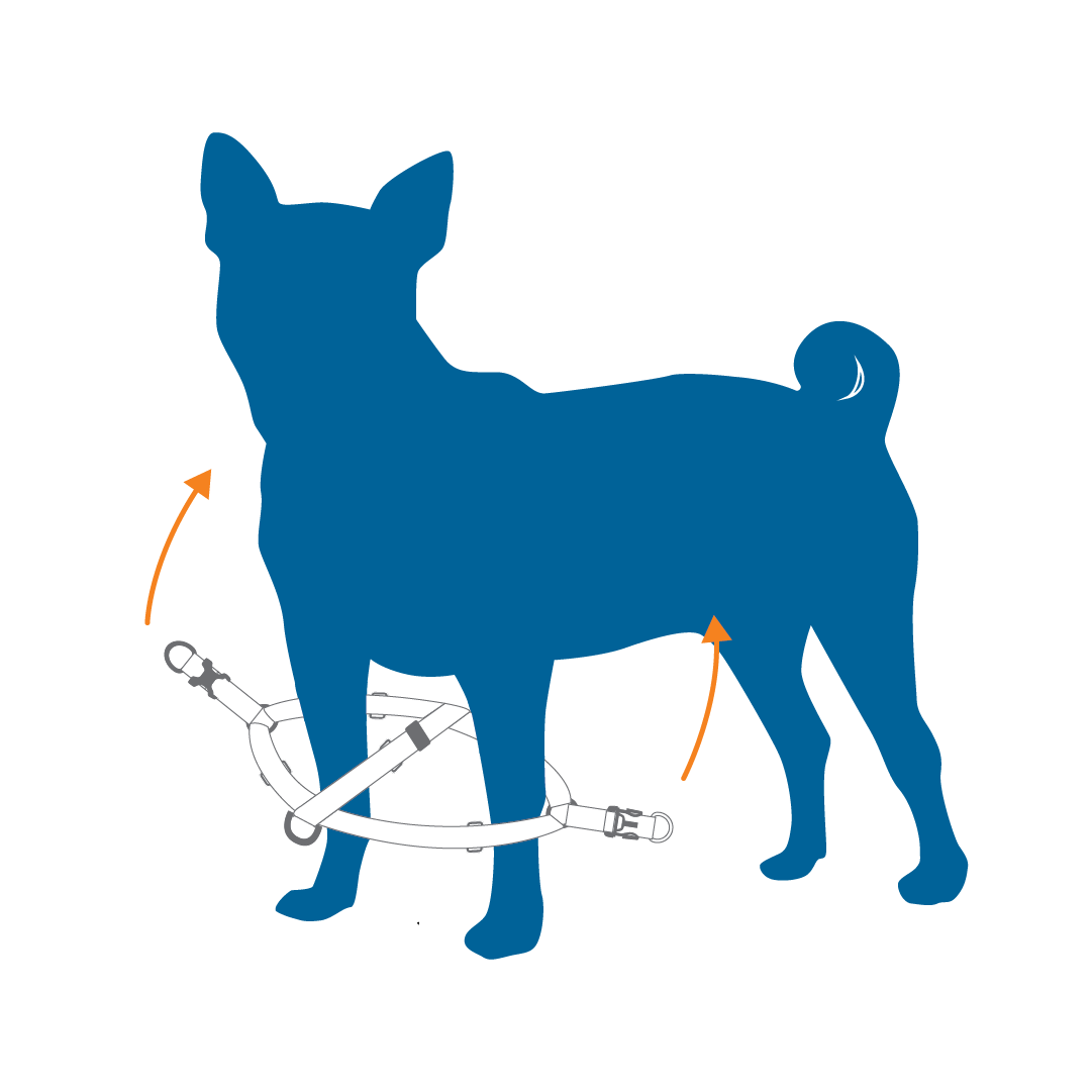 Illustration of a dog with a harness design.