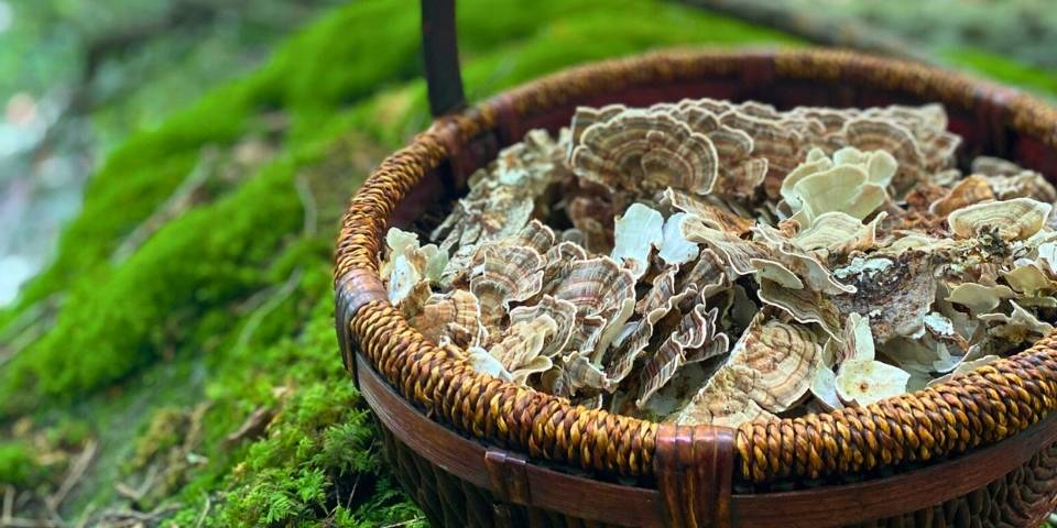 Wild Turkey Tail Mushrooms in a Basket