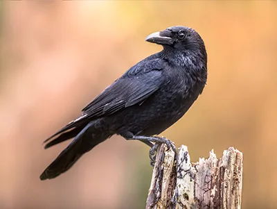 Protect Your Property: Using Train Horns to Repel Unwanted Animals