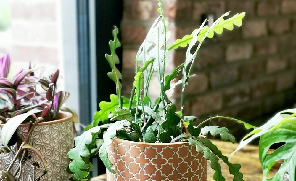 Epiphyllum Saegeblattkaktus  Green Me Up