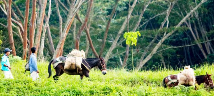 Two people walking with horses in a green, wooded area with green coffee in sacks.