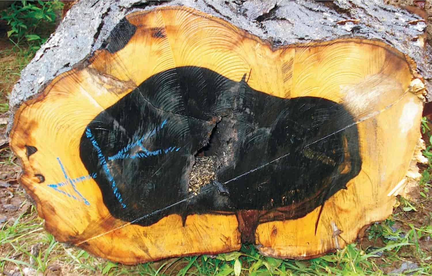 Arbre en bois noir d'ébène de Ceylan