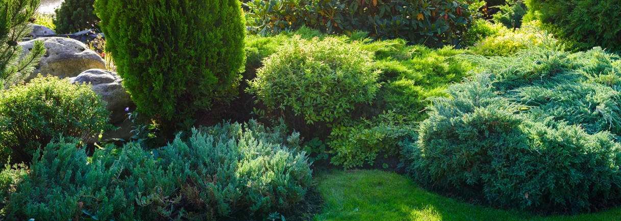 De groene basis van je tuin