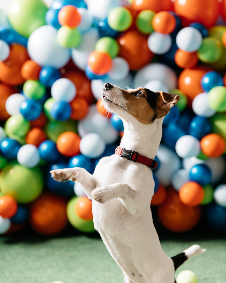 dog-birthday-balloons