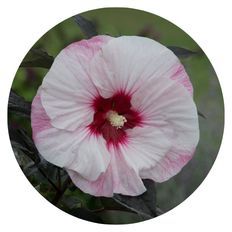 Photo of Summerific® 'Perfect Storm' Rose Mallow