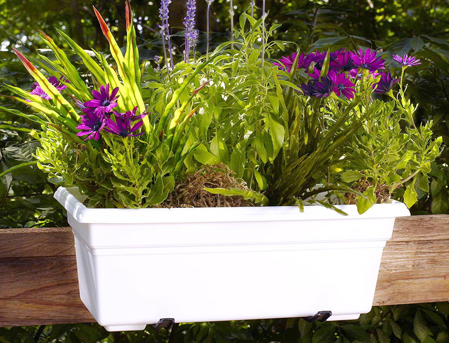White flower box with a variety of annual flowers