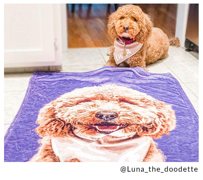 golden doodle on a blanket