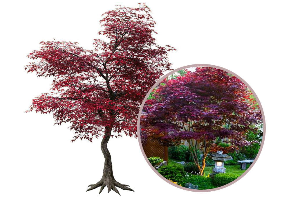 How To Prune Japanese Maples Plantingtree