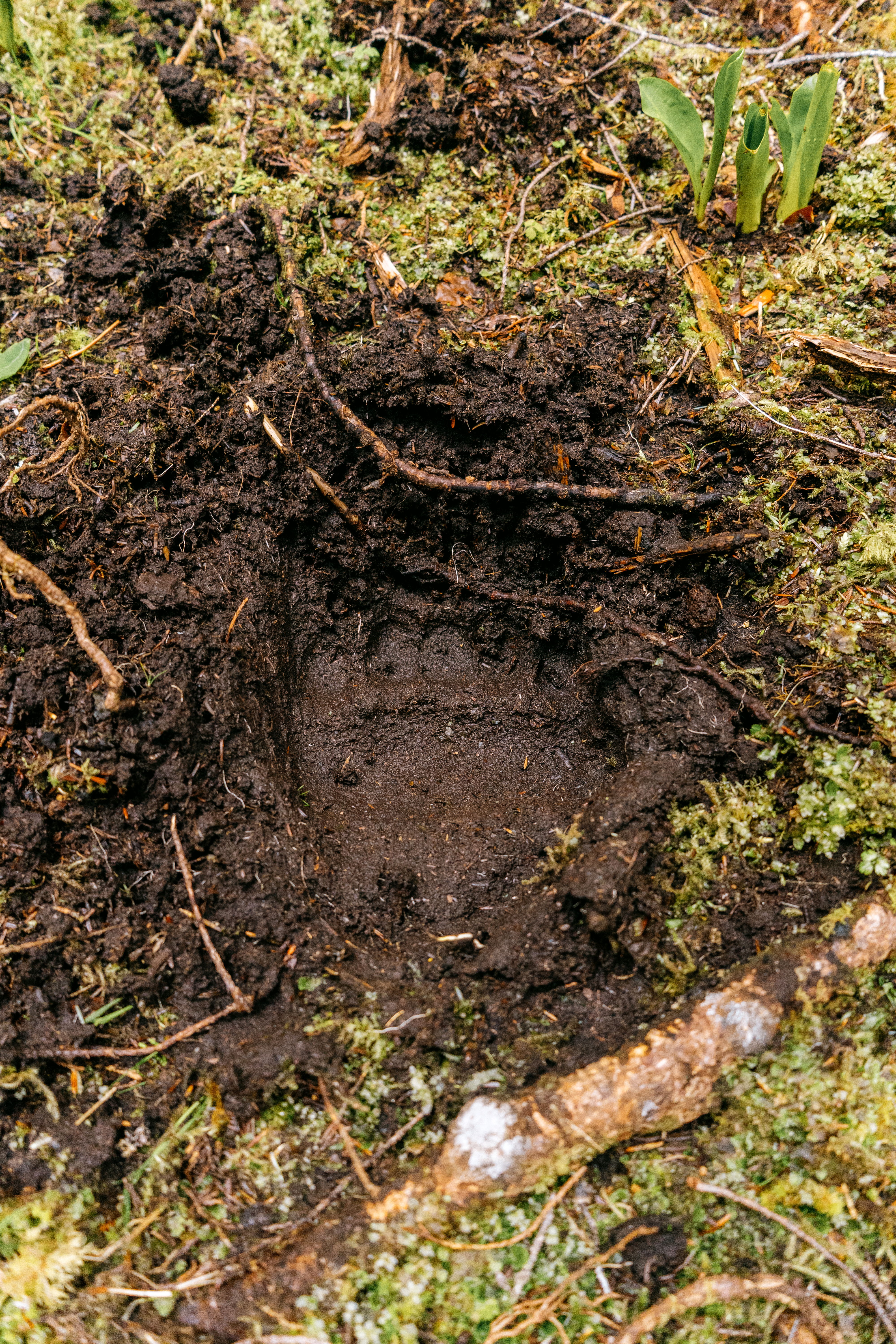 A deep footprint in dark, moist soil surrounded by moss and roots.