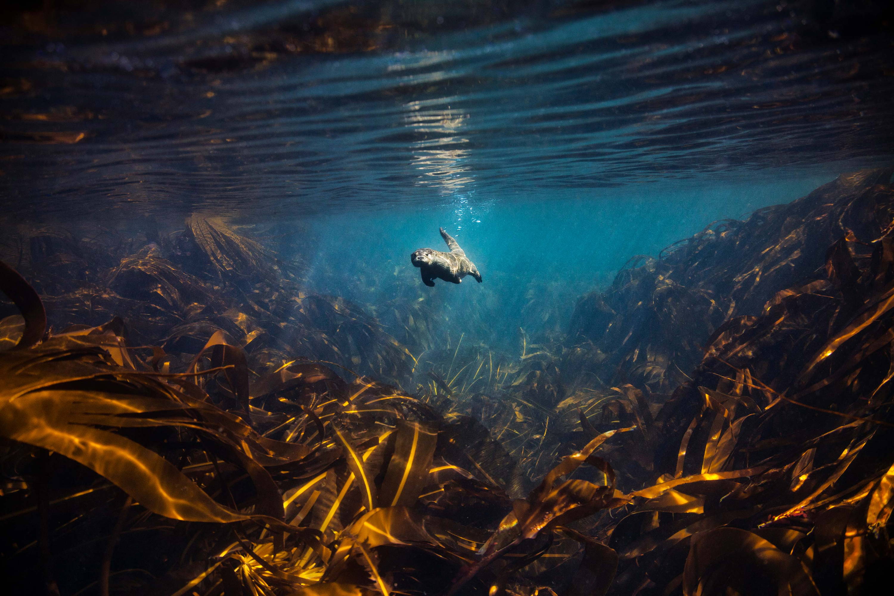 An otter swimming above a kelp forest