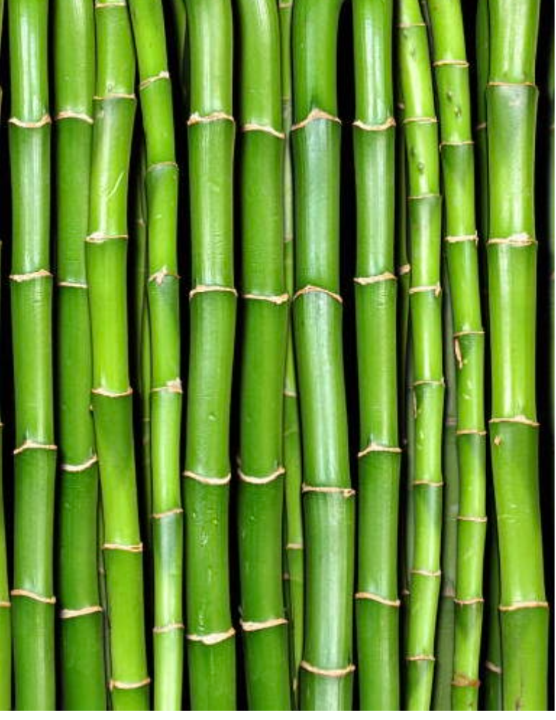 Stalks of Bamboo