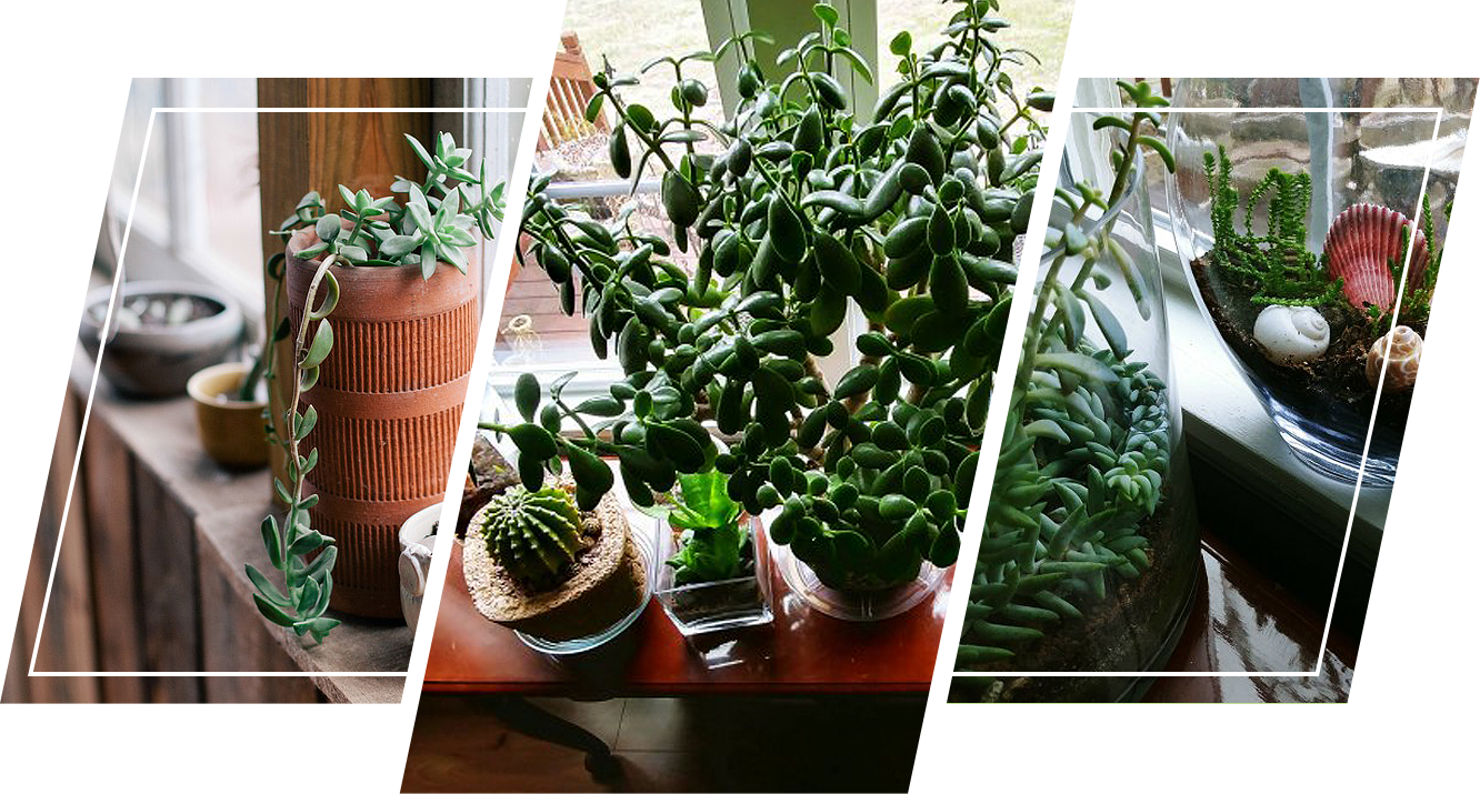 A Group of Potted plants