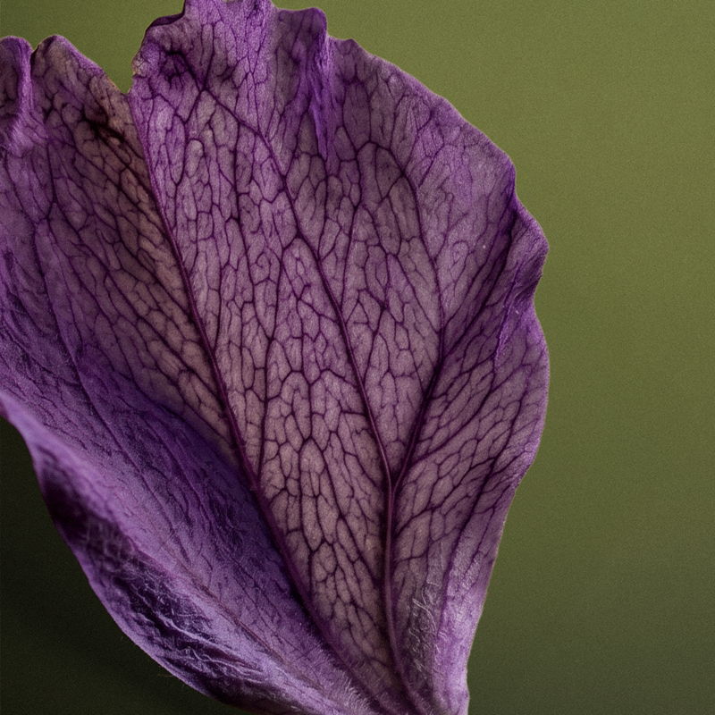 Close-up of a purple flower petal with intricate veins on a green background.