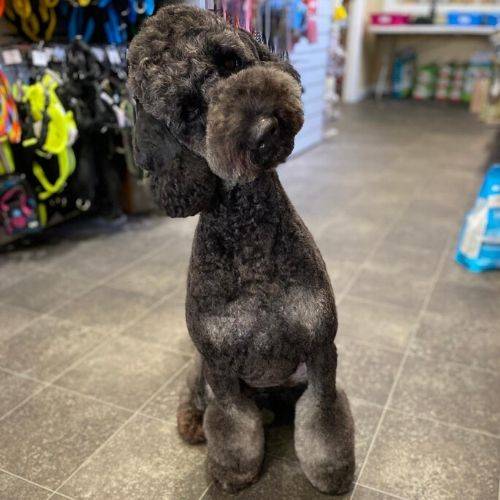 Doris The Labradoodle | Puppy Grooming Guide 