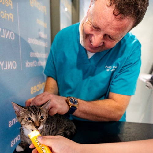 A vet checking over a cat