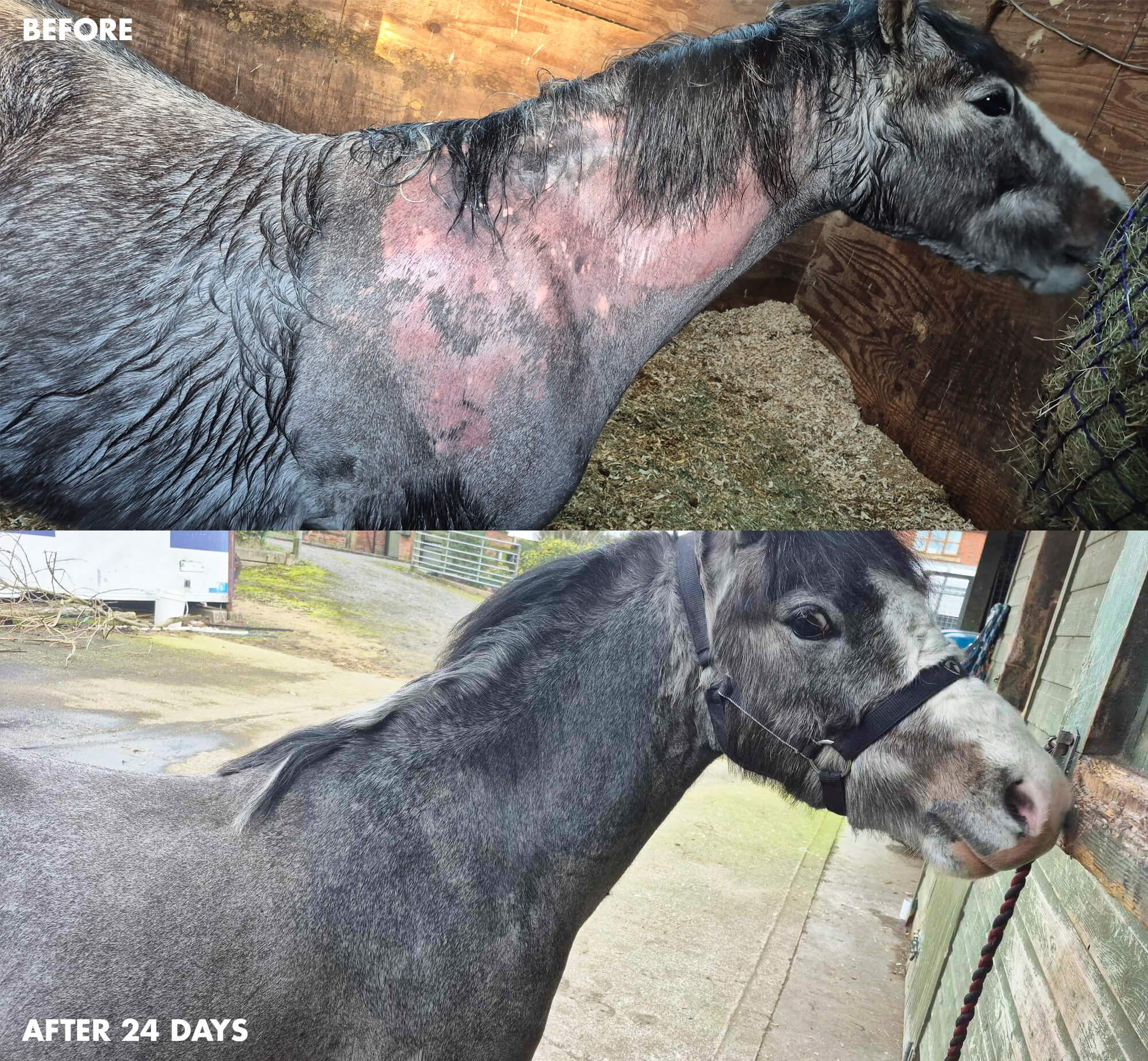 Before and after images of a horse's recovery over 24 days.