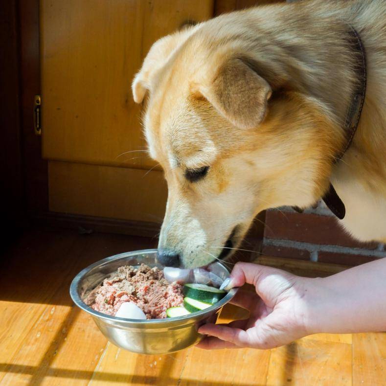 Yellow dog about to eat bowl with raw lamb, eggs, and cucumbers.