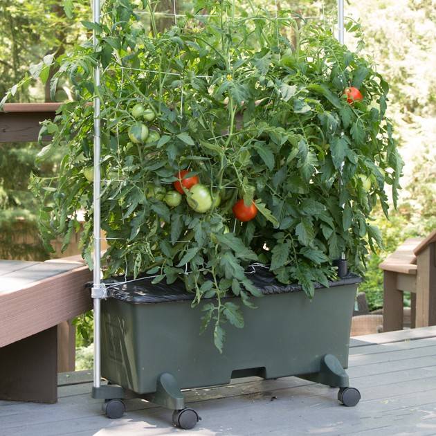 Tomatoes growing in a dark green EarthBox container gardening system