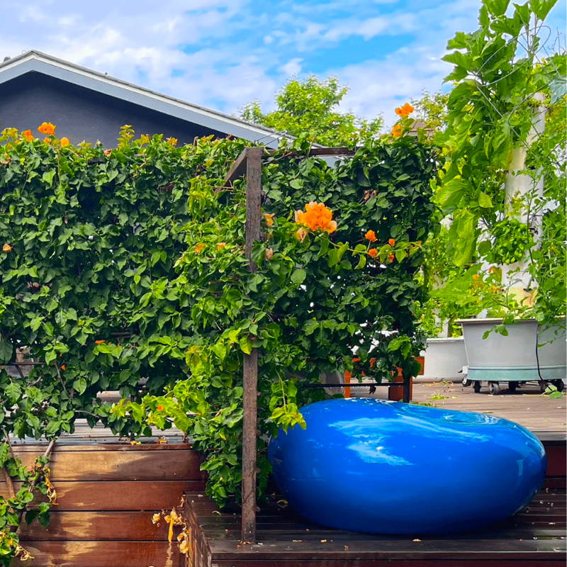 A bright blue glossy fiberglass outdoor garden seat sits beside lush vines with orange flowers.