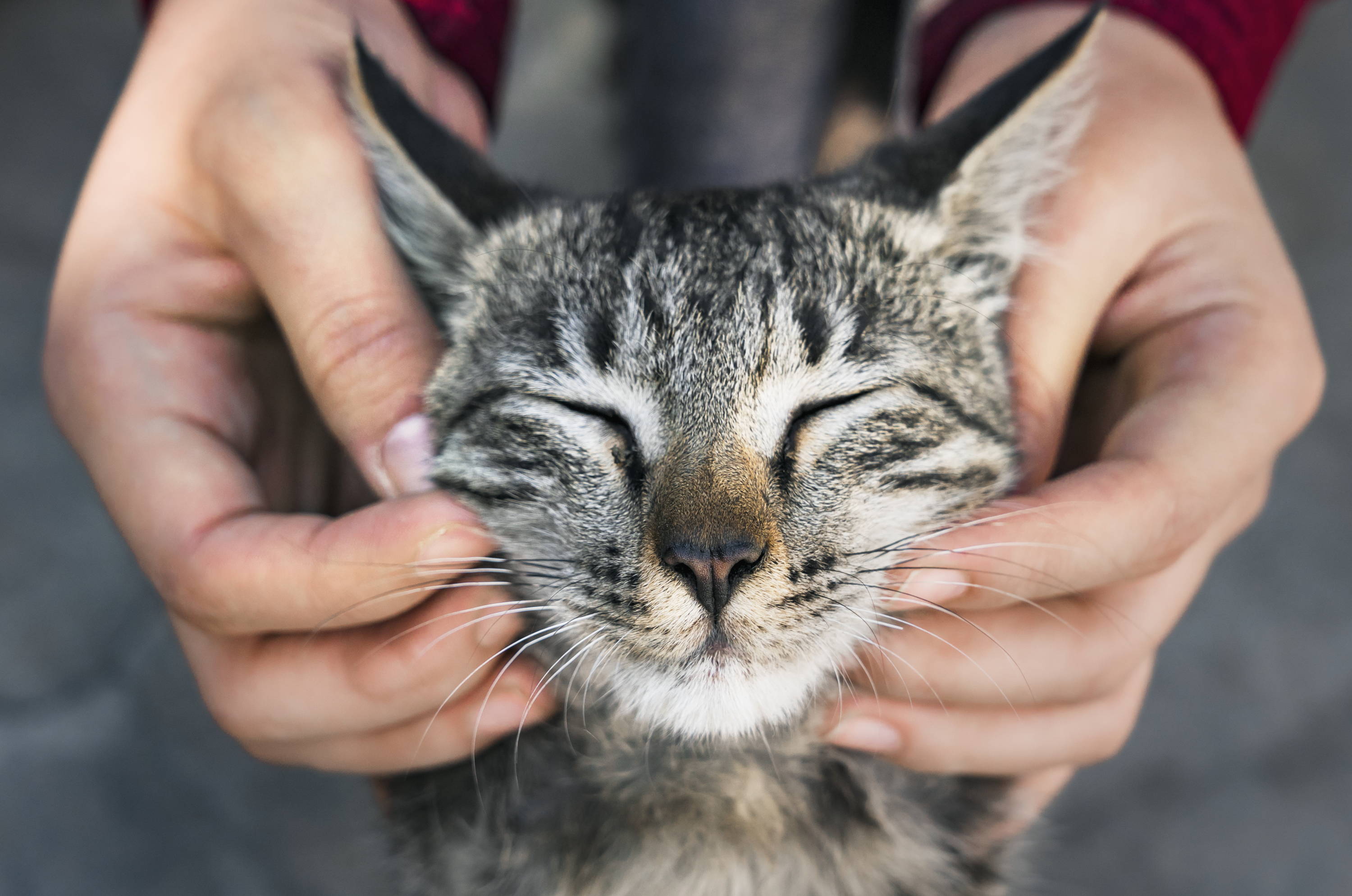 Picture of a person petting a cat