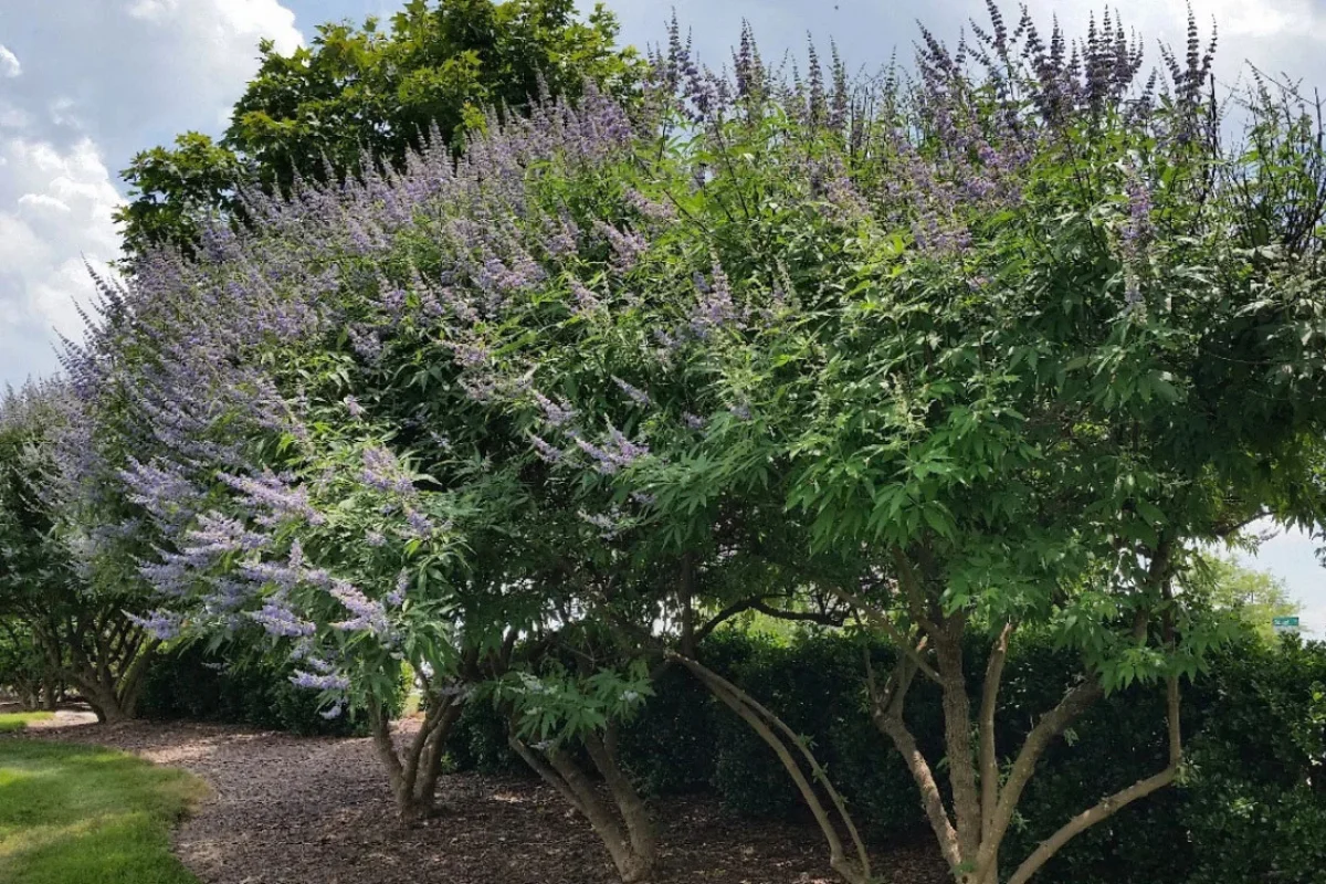 Vitex (Vitex agnus-castus) tree with fragrant lavender flower spikes growing in a sunny drought-tolerant landscape.