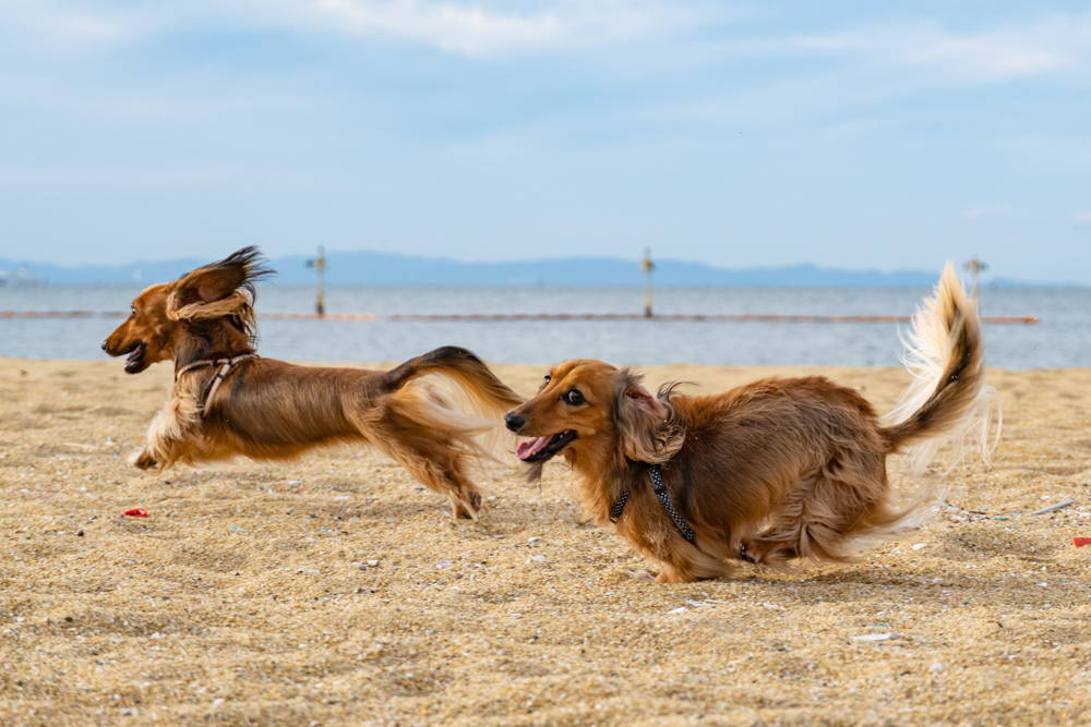 Two dachshunds running along a beach