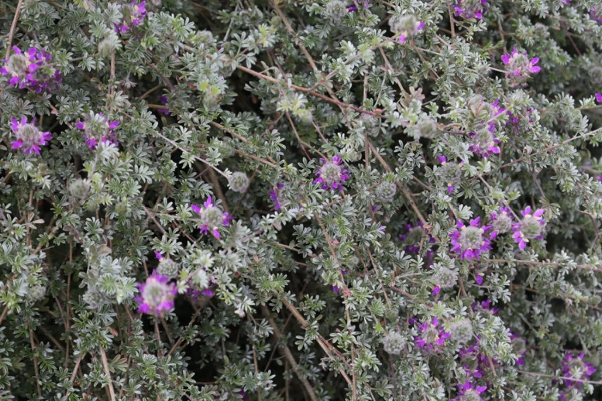 Trailing Indigo Bush (Dalea greggii) spreading gracefully with silvery foliage and small purple flowers, ideal as a drought-tolerant groundcover in desert gardens.