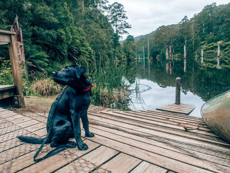 Lake Elizabeth Dog Friendly Hike Melbourne