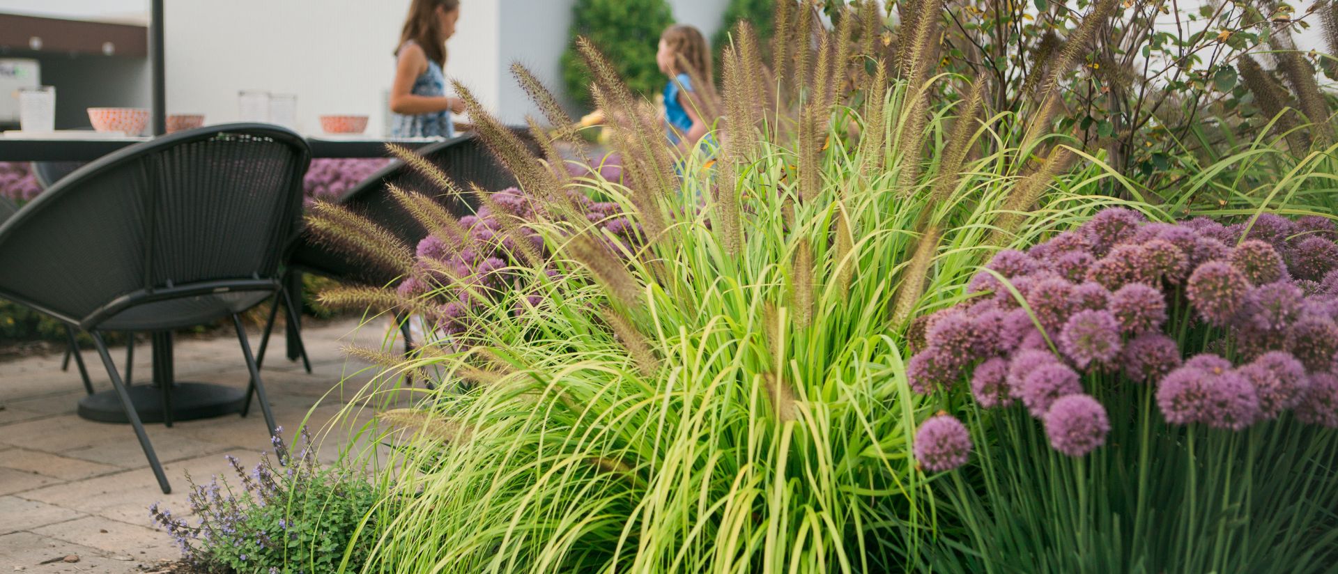 Photo of Prairie Winds® 'Lemon Squeeze' Fountain Grass