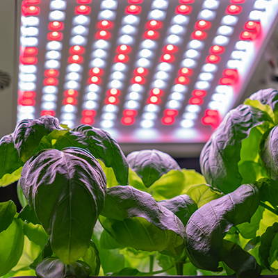 Herbs growing under full spectrum LED grow lights.