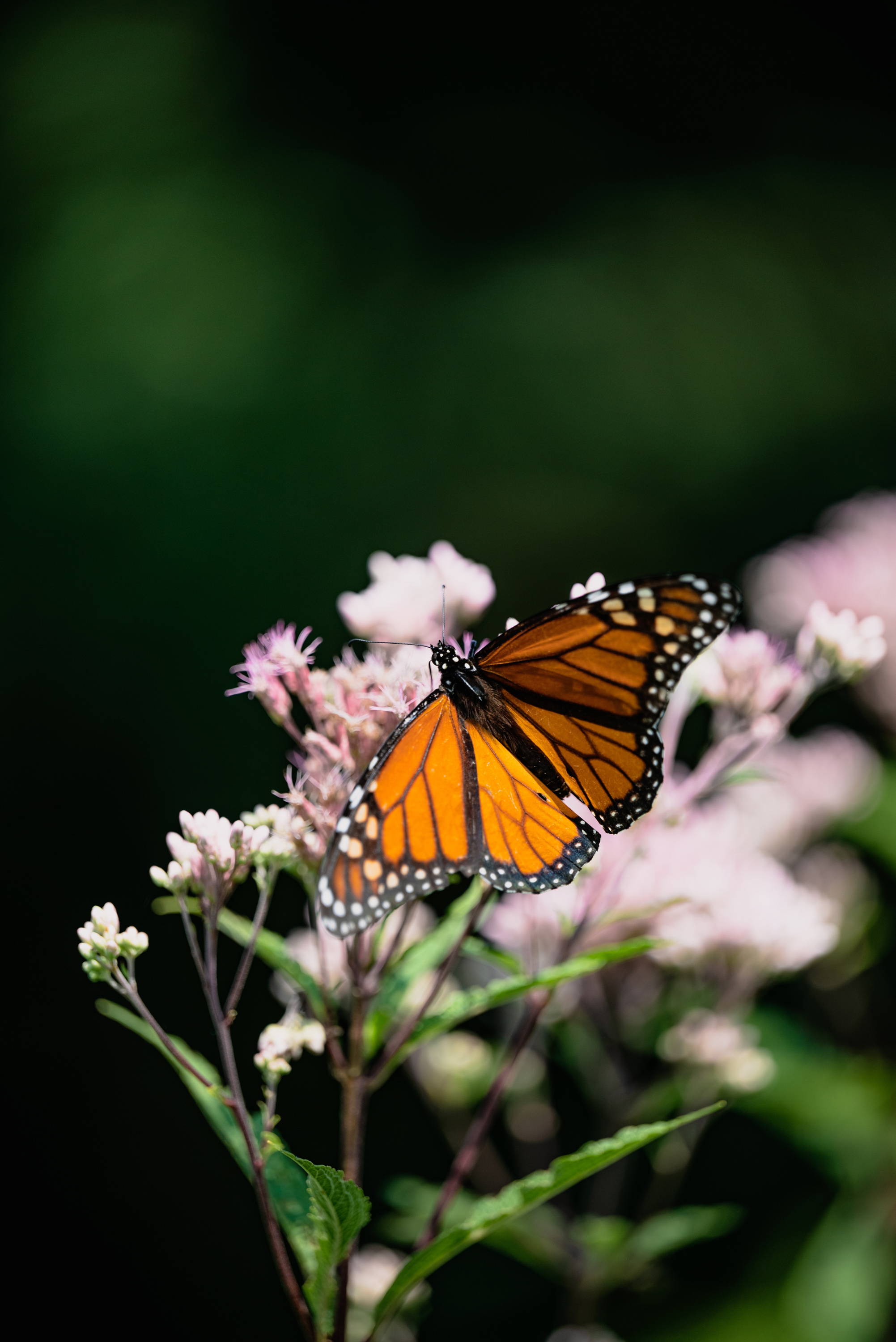 Ways We Can Help Protect The Monarch Butterfly – Silk Laundry /  silklaundry.com