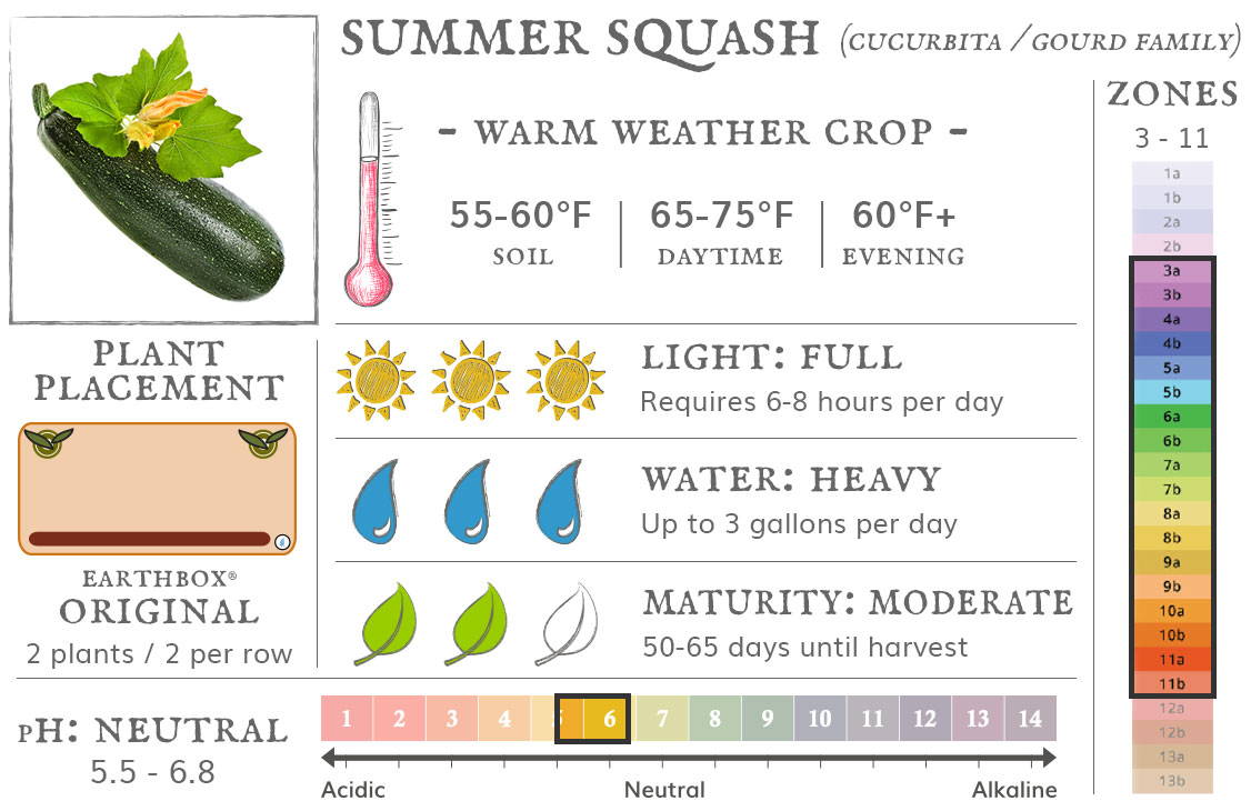 Summer squash are a warm weather crop best grown in zones 3 to 11. They require 6-8 hours sun per day, up to 3 gallons of water per day, and take 50-65 days until harvest. Place 2 plants, 2 per row, in an EarthBox Original