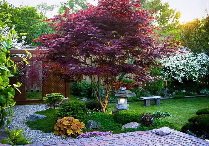 Best Maple Trees For Fall Color, Red Maple Landscaping Voorheesville Tn