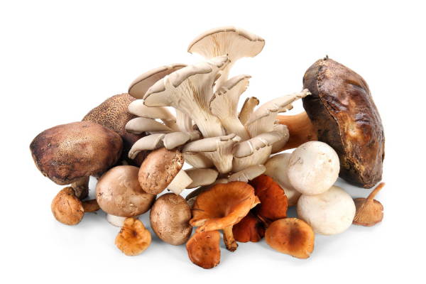 | Functional Mushrooms And Their Benefits - Nuliv Science Things To Know Before You Get This | Fazlerasheed and Company May 2024