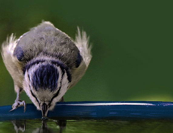 blue tit drinking water from bird bath