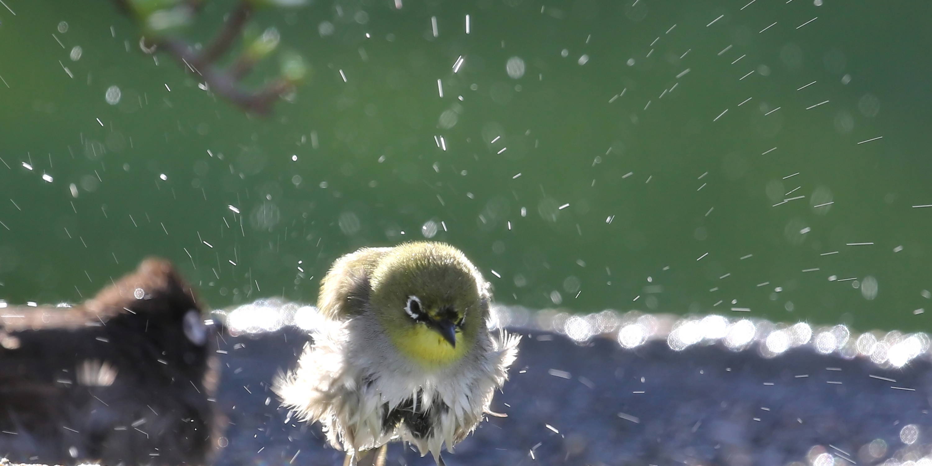 bird water