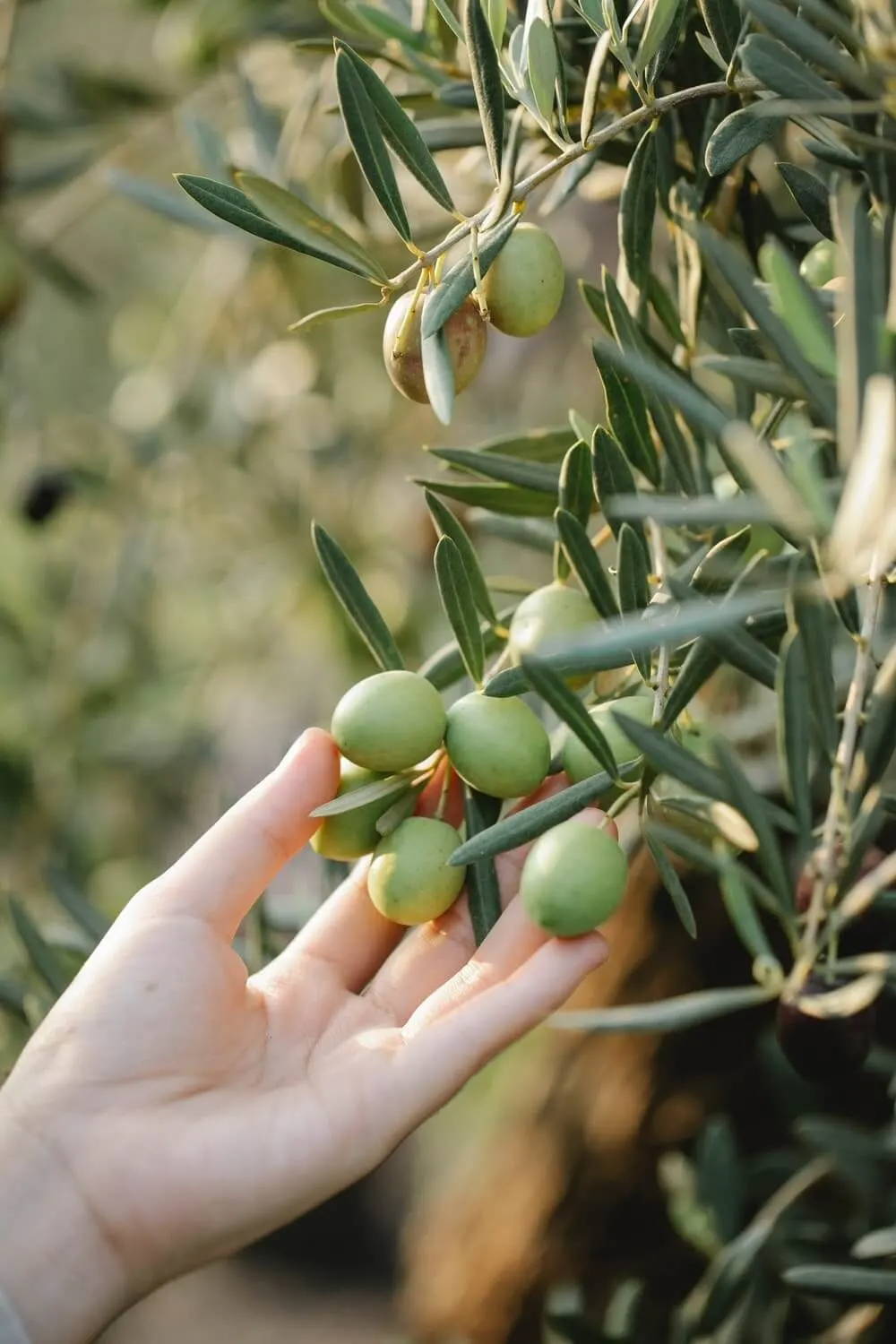 huile d'olive pour la peau sèche