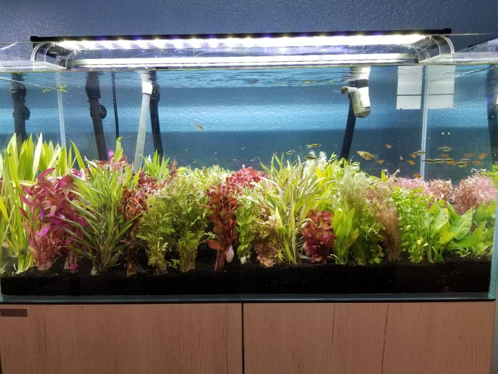 Vijandig heet Frons Wholesale Aquarium Plants For Sale – DustinsFishtanks