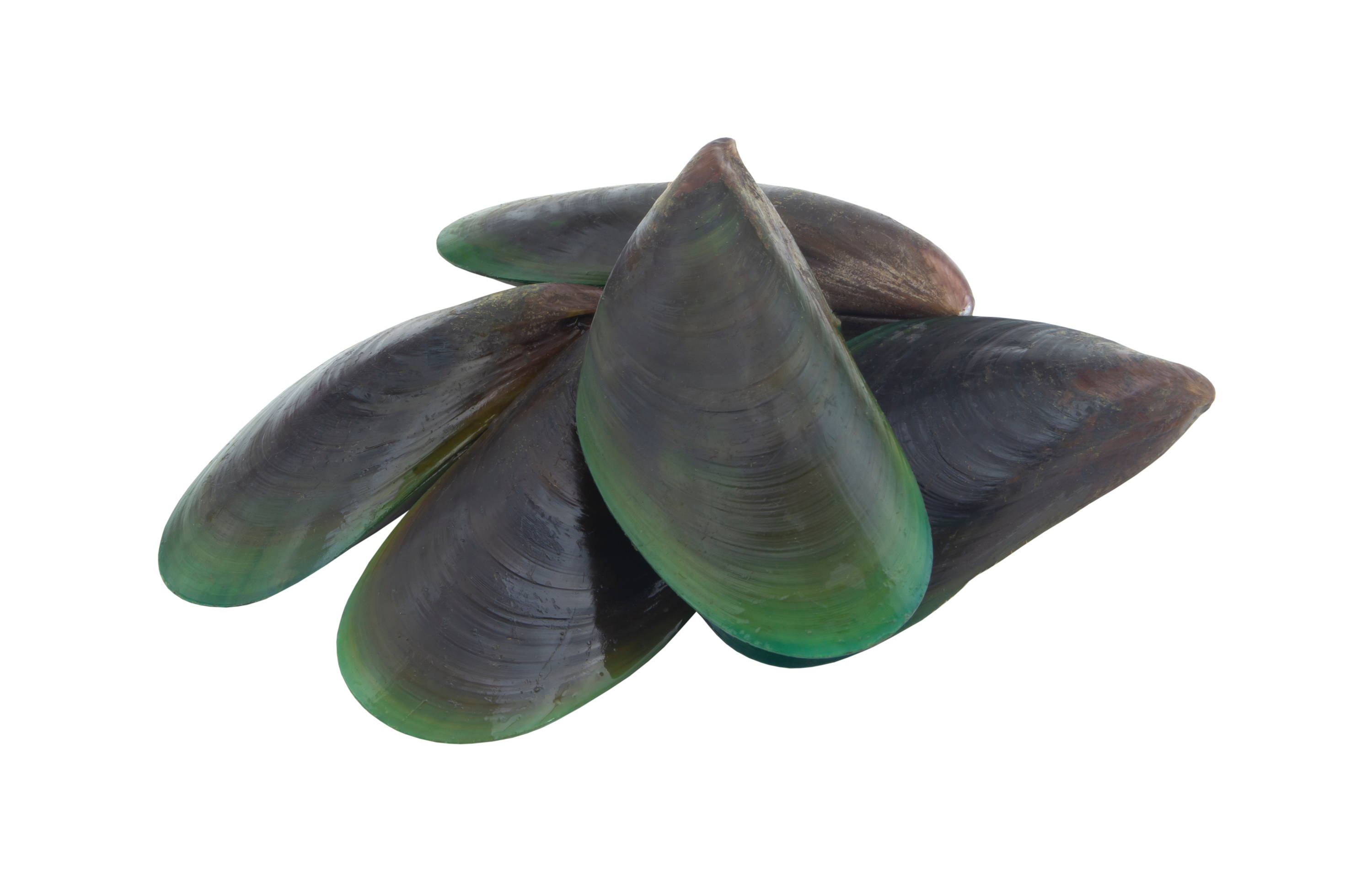 Green lipped mussel