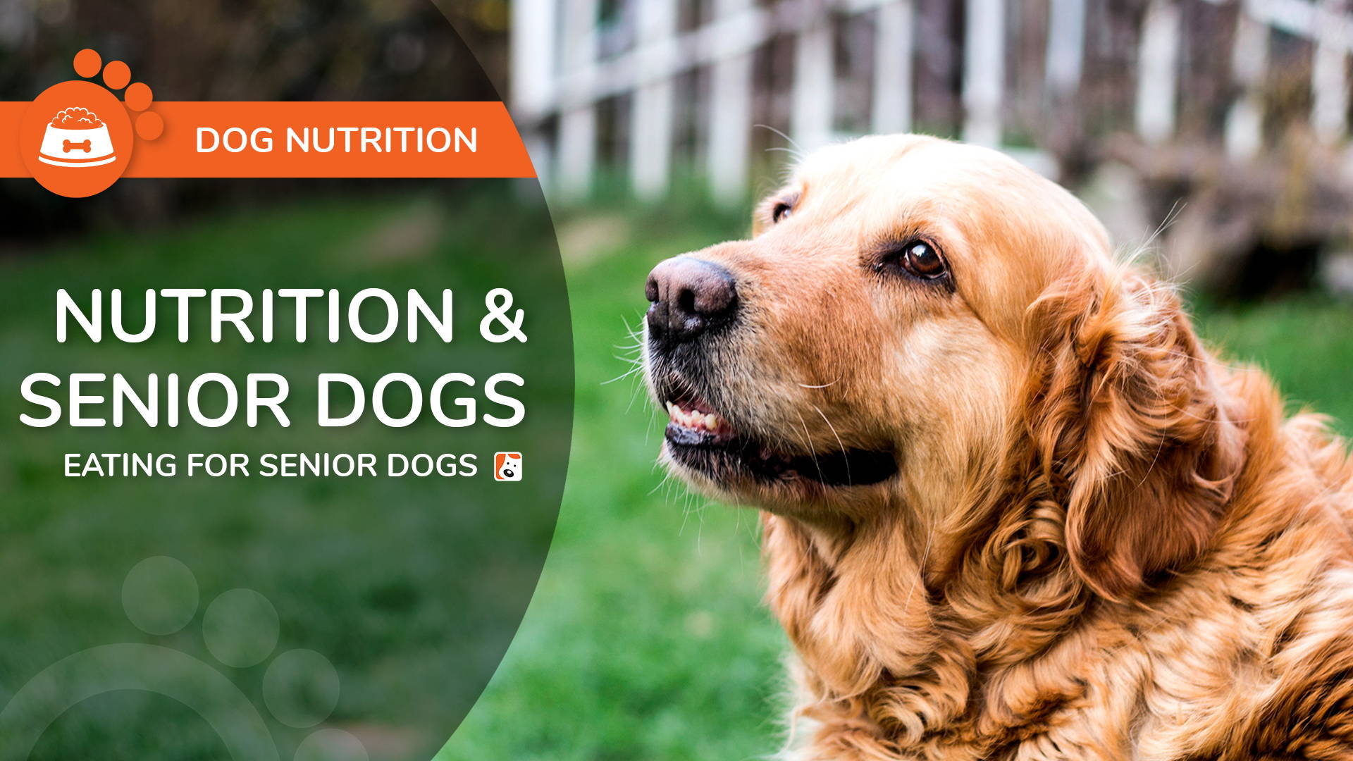 Nutrition for Older Dogs