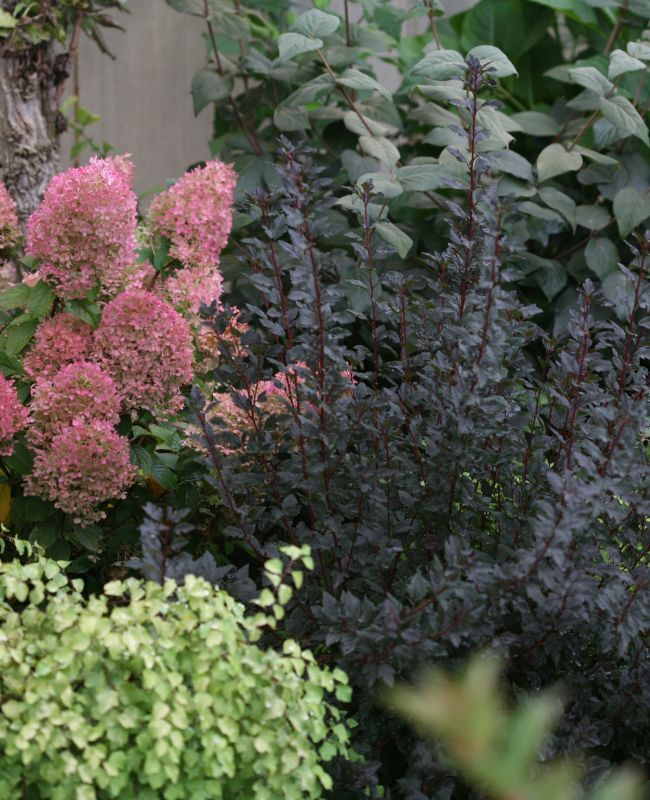 Photo of tiny wine ninebark planted in an outside garden