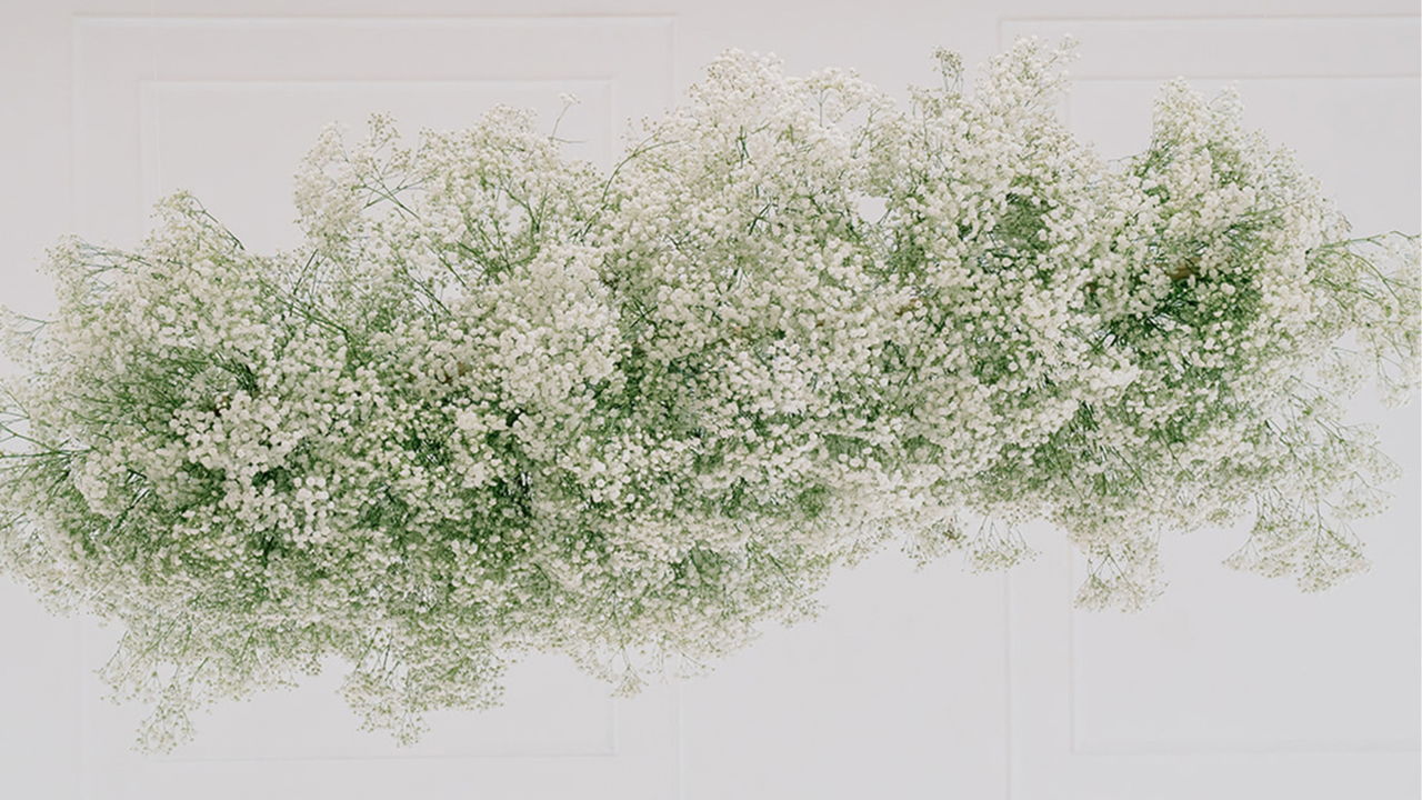 baby's breath cloud