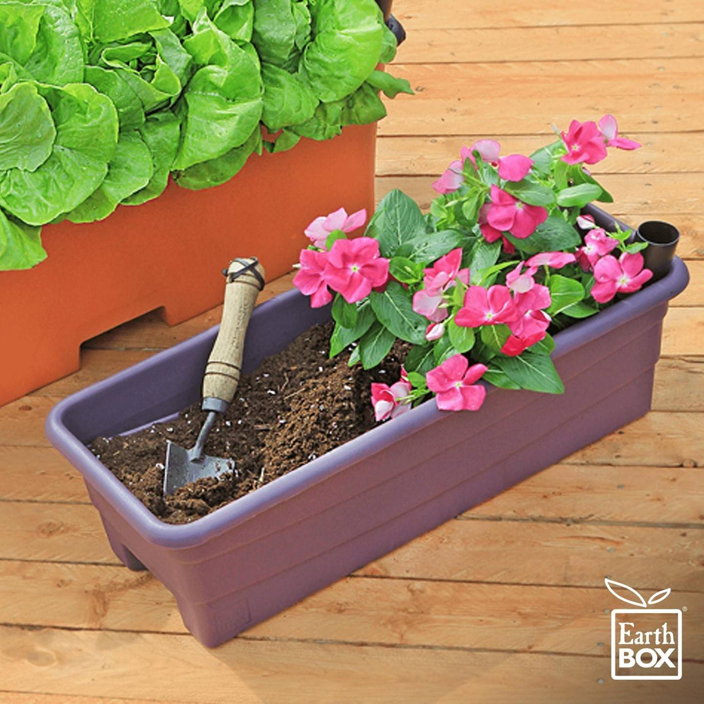 Flowers growing in a small container gardening system