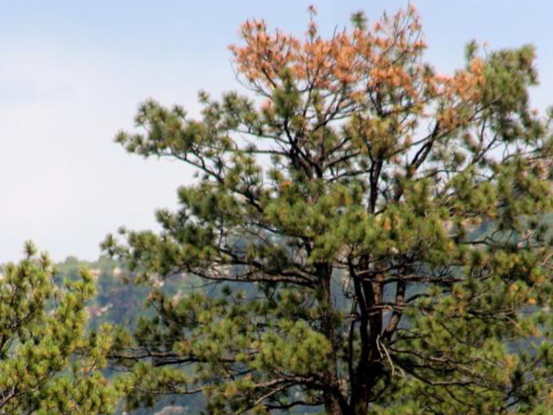 Symptoms of Ips bark beetle attack