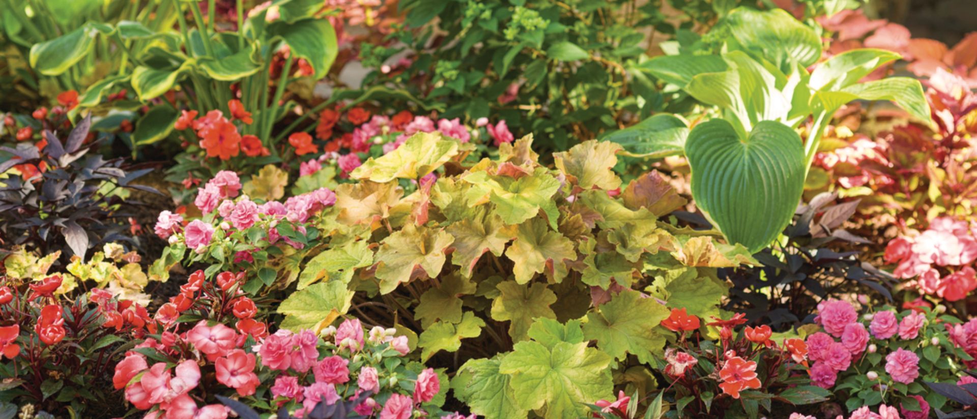 Garden Photo of Dolce® Apple Twist, ColorBlaze® Sedona Sunset®, Double Up™ Pink, Sweet Caroline Upside™ Black Coffee