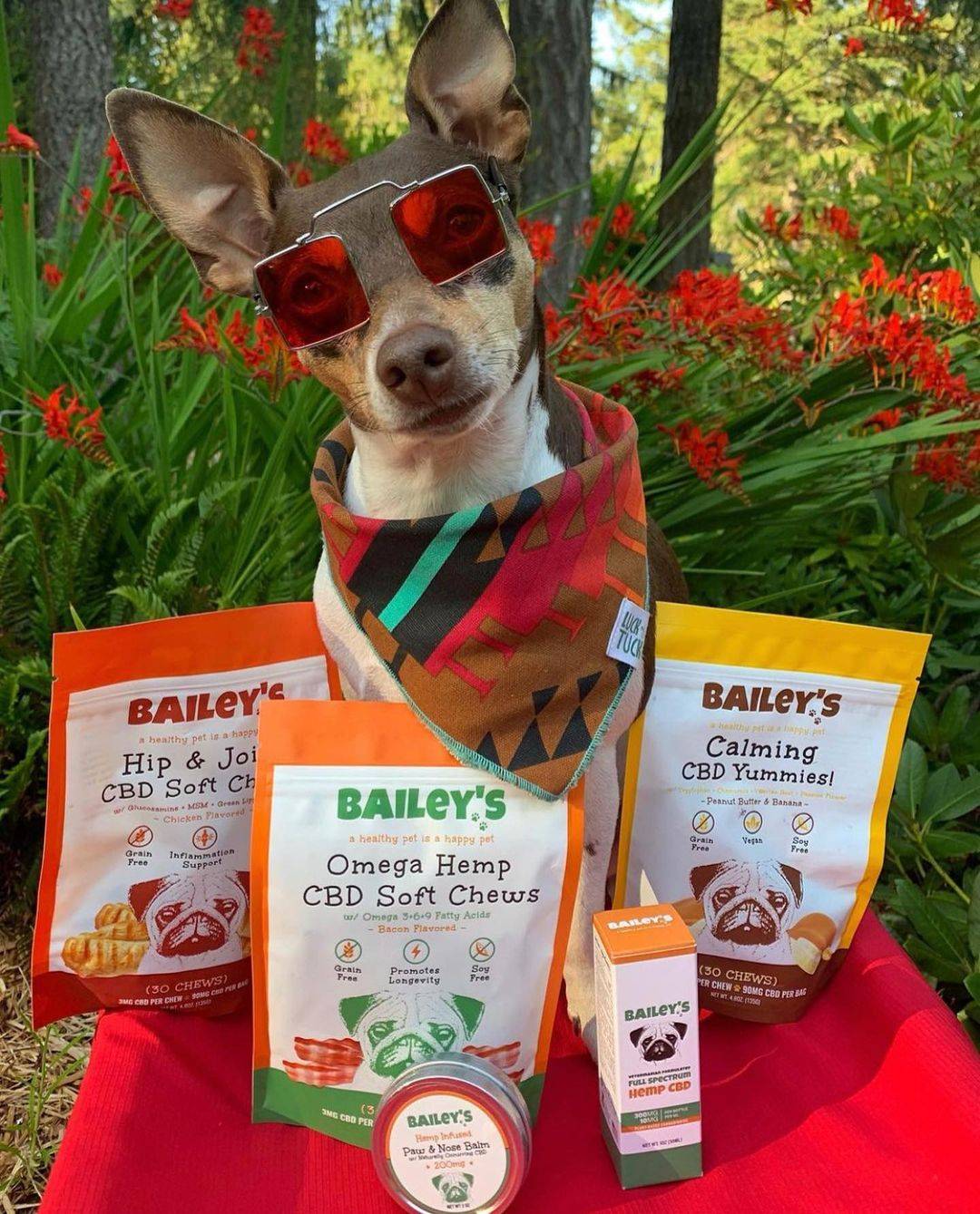 Image showing dog next to Bailey's CBD Pet Products
