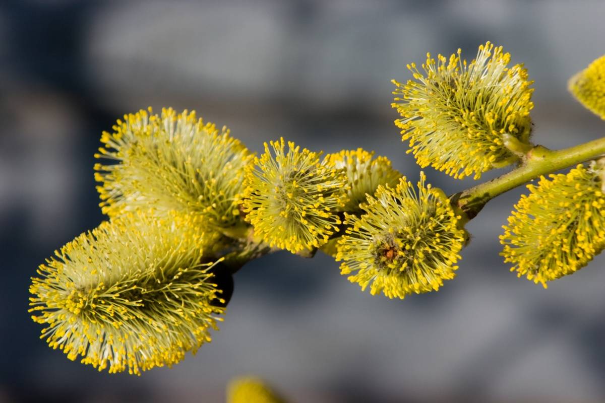 Pine Pollen catkins