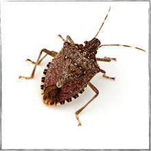 Jump down to Stink bug